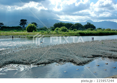 あゆ釣りで賑わう夏の酒匂川 あゆ釣りで賑わう夏の酒匂川 115957244