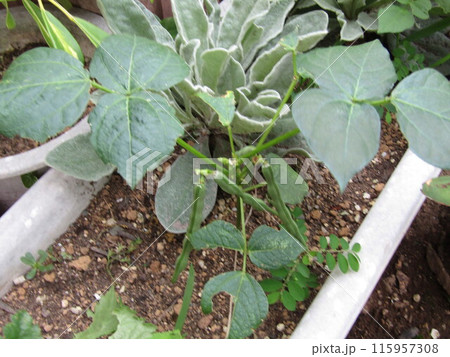 プランター植えの鞘を付けた小豆 プランター植えの鞘を付けた小豆 115957308