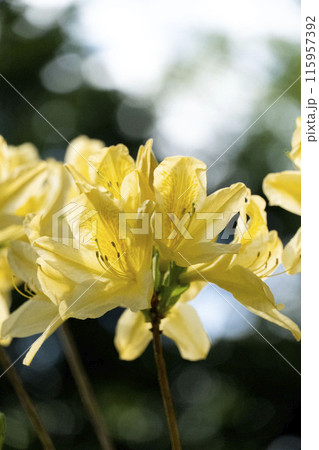 春に咲く黄色いツツジ 北海道札幌市 春に咲く黄色いツツジ 北海道札幌市 115957392