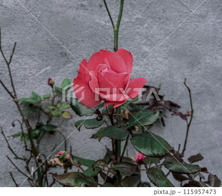 A beautiful rose in the flowerbed outside the house A beautiful rose in the flowerbed outside the house 115957473