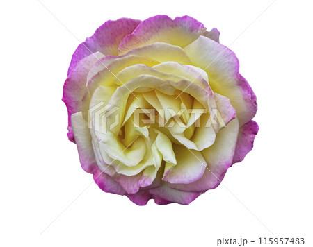 A rose on a white background A rose on a white background 115957483