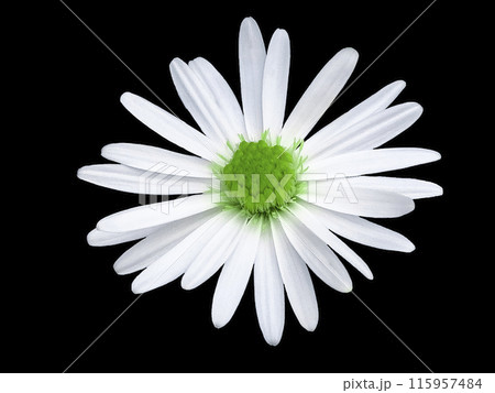White chamomile on a black background White chamomile on a black background 115957484