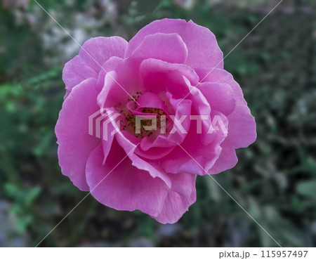 A pink rose is blooming in the garden 115957497