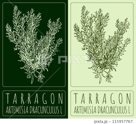 Vector drawing TARRAGON. Hand drawn illustration. The Latin name is ARTEMISIA DRACUNCULUS L 115957767