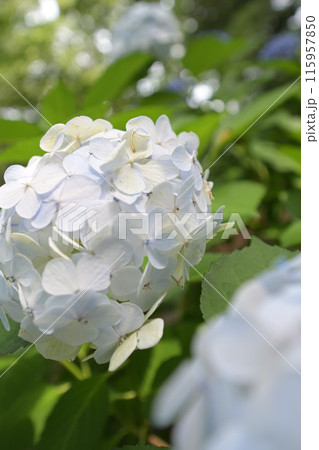 白い紫陽花 115957850