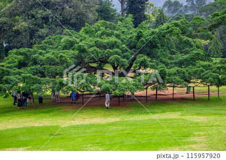 ペラデニヤ植物園 115957920