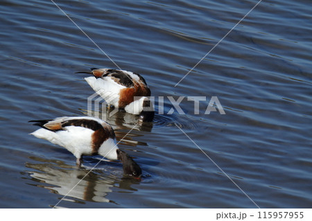荒尾市　海鳥　ツクシガモ、 115957955