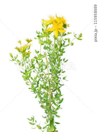 St. John's wort flowers isolated on white background. Hypericum flowers close up. Herbal medicine. Clipping path. St. John's wort flowers isolated on white background. Hypericum flowers close up. Herbal medicine. Clipping path. 115958089