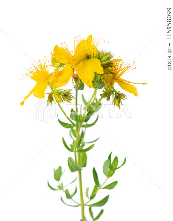 St. John's wort flowers isolated on white background. Hypericum flowers close up. Herbal medicine. Clipping path. 115958099