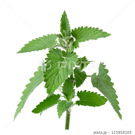 Bunch of lemon balm or melissa plant isolated on white background. Fresh green mint leaf. Clipping path. 115958105