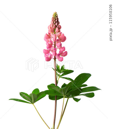 Pink lupine flower isolated on white background. Bunch of colorful lupines, spring flower. 115958106