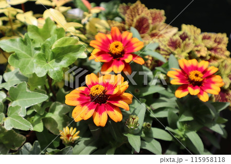 鮮やかな花色のジニア 鮮やかな花色のジニア 115958118