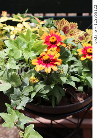 プランターに植えられたジニアの花 プランターに植えられたジニアの花 115958122