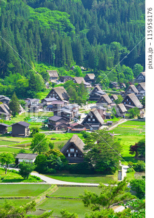 初夏 白川郷 荻町地区 初夏 白川郷 荻町地区 115958176