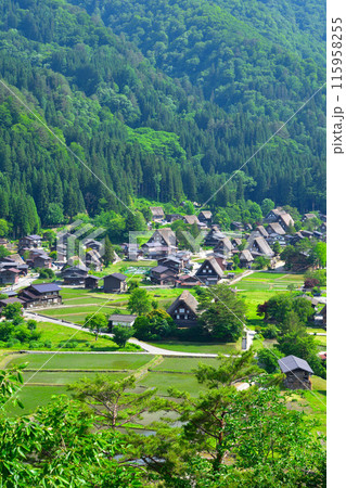 初夏 白川郷 荻町地区 初夏 白川郷 荻町地区 115958255