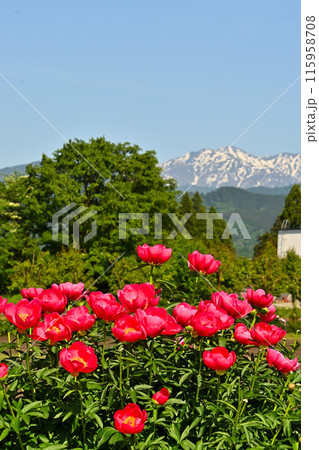 赤い芍薬の花と立山連峰 115958708