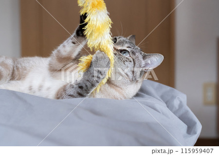 おもちゃで遊ぶ猫 115959407