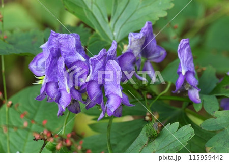 ヤマトリカブト 紫色の花 山野草 クローズアップ ヤマトリカブト 紫色の花 山野草 クローズアップ 115959442