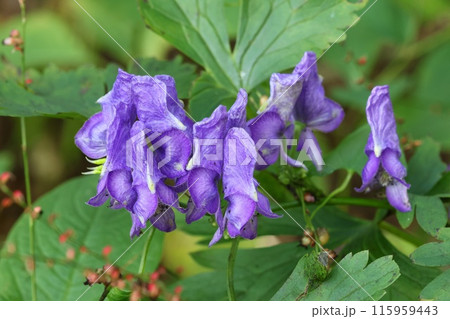 ヤマトリカブト　紫色の花　山野草　クローズアップ 115959443