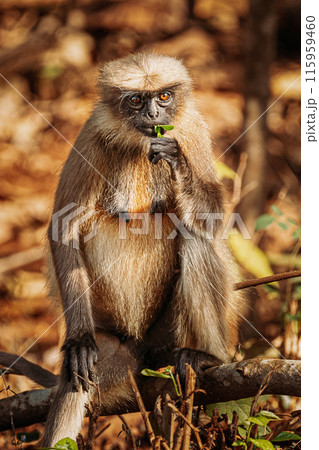 Goa, India. Gray Langur Monkey Eats Fresh Leaves Sitting On A Branch On Forest Ground 115959460