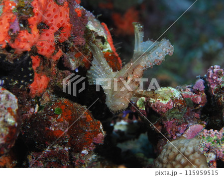 ハダカハオコゼ ハダカハオコゼ 115959515