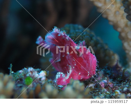 ハダカハオコゼ ハダカハオコゼ 115959517