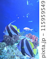 サンゴ礁の海を泳ぐ魚 115959549