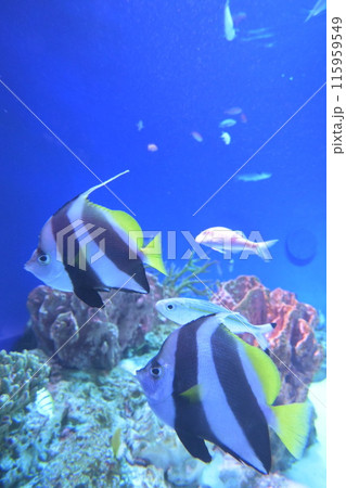 サンゴ礁の海を泳ぐ魚 115959549