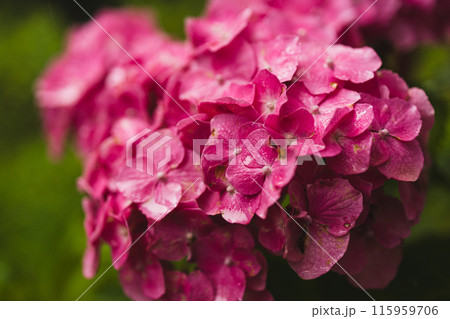 Bush of blooming pink Hydrangea or Hortensia flowers in the summer. Natural background, selective focus 115959706