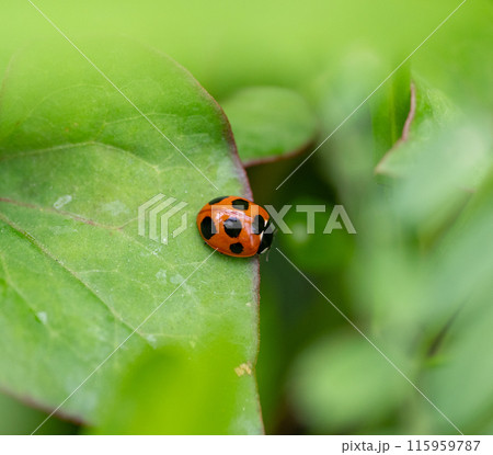 緑の中のテントウムシ 115959787