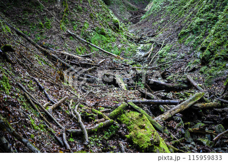 道迷い中の登山道 道迷い中の登山道 115959833