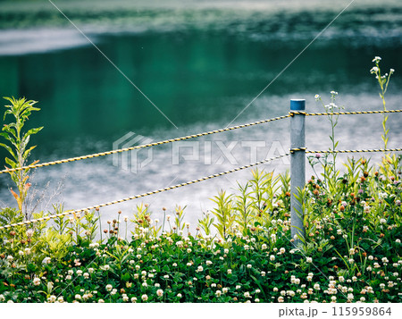 事故防止のため池のほとりに張られた虎ロープ 115959864