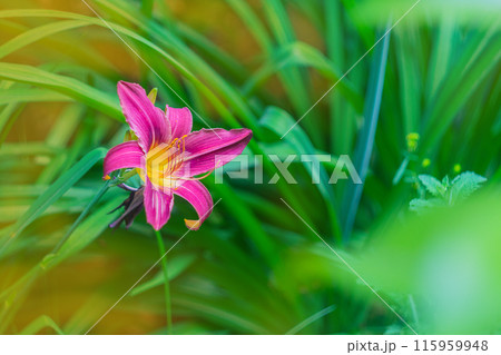 Bright beautiful lily flower with light purple color on blurred background of long daylily leaves illuminated by bright summer sunlight around the edges Bright beautiful lily flower with light purple color on blurred background of long daylily leaves illuminated by bright summer sunlight around the edges 115959948