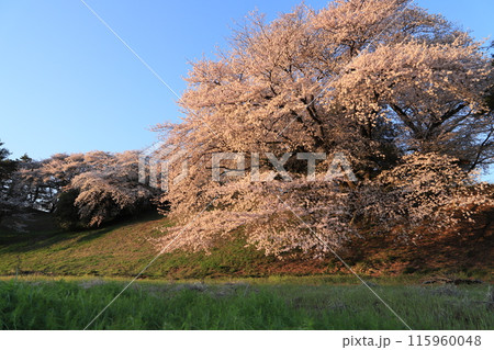 桜の七輿山古墳 115960048