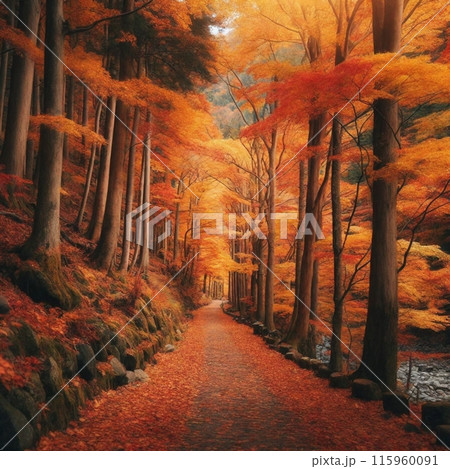 紅葉した道 115960091