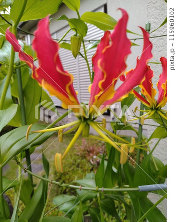 開花したグロリオサ 南国の赤い花 開花したグロリオサ 南国の赤い花 115960102