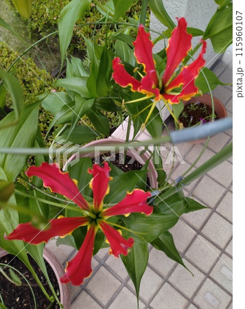 開花したグロリオサ 南国の赤い花 開花したグロリオサ 南国の赤い花 115960107