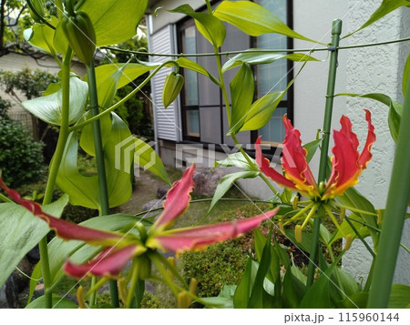 開花したグロリオサ 南国の赤い花 開花したグロリオサ 南国の赤い花 115960144