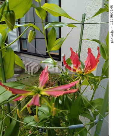開花したグロリオサ 南国の赤い花 開花したグロリオサ 南国の赤い花 115960146