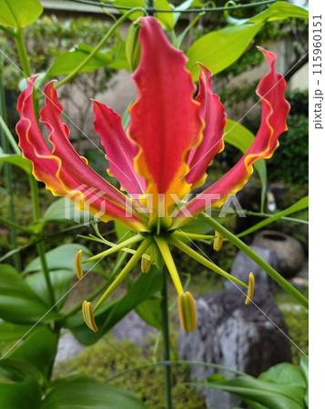 開花したグロリオサ 南国の赤い花 開花したグロリオサ 南国の赤い花 115960151