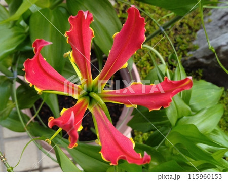 開花したグロリオサ 南国の赤い花 開花したグロリオサ 南国の赤い花 115960153