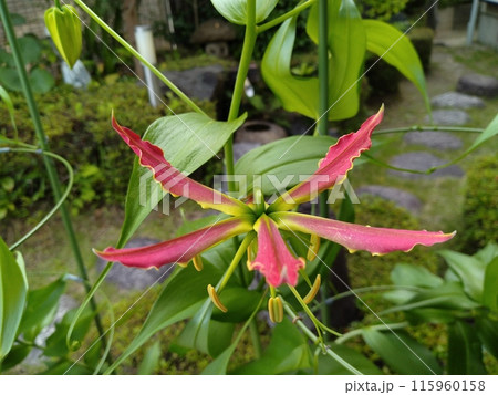 開花したグロリオサ 南国の赤い花 開花したグロリオサ 南国の赤い花 115960158