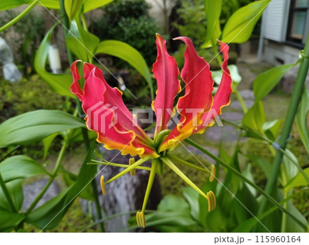 開花したグロリオサ　南国の赤い花 115960164