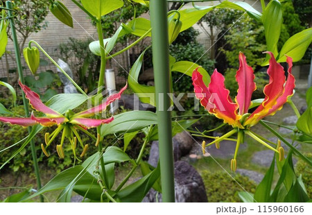 開花したグロリオサ　南国の赤い花 115960166