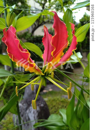 開花したグロリオサ 南国の赤い花 開花したグロリオサ 南国の赤い花 115960168