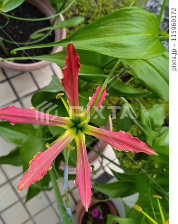 開花したグロリオサ 南国の赤い花 開花したグロリオサ 南国の赤い花 115960172