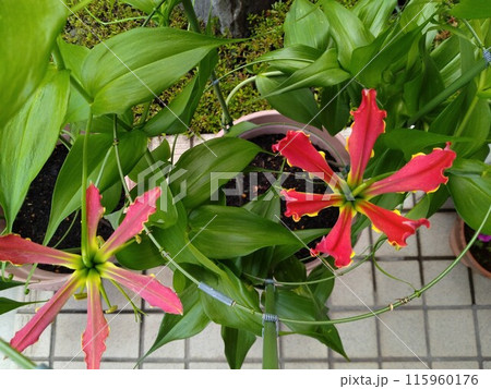 開花したグロリオサ　南国の赤い花 115960176