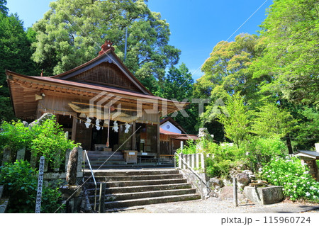 【大分県】晴天の宝八幡宮あじさい祭り 【大分県】晴天の宝八幡宮あじさい祭り 115960724