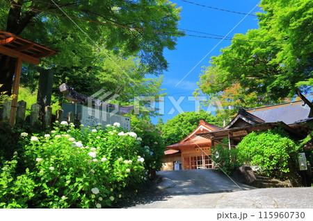 【大分県】晴天の宝八幡宮あじさい祭り 【大分県】晴天の宝八幡宮あじさい祭り 115960730