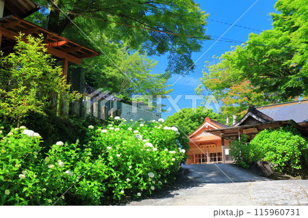 【大分県】晴天の宝八幡宮あじさい祭り 115960731